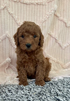 Mini Poodle