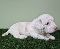 Mini Poodle