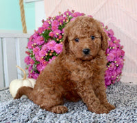 Mini Poodle