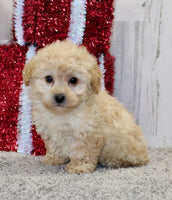 Mini Poodle 