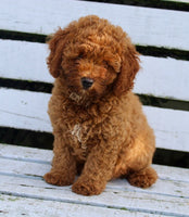 Mini Poodle