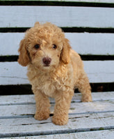 Mini Poodle
