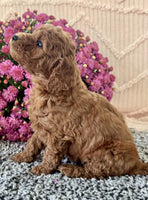 Mini Poodle
