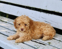  Mini Poodle