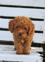 Mini Poodle