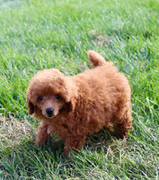 Mini Poodle