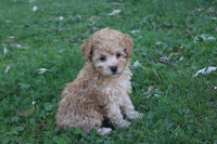 Mini Poodle