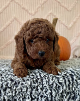 Mini Poodle