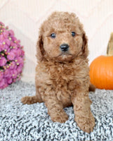 Mini Poodle