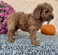 Mini Poodle