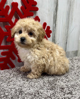 Mini Poodle 