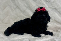 Mini Poodle