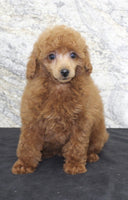 Mini Poodle