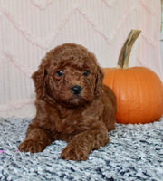 Mini Poodle