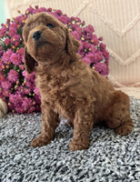 Mini Poodle