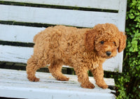 Mini Poodle