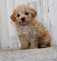 Mini Poodle 