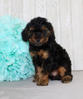 Mini Poodle