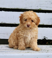  Mini Poodle