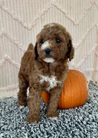 Mini Poodle