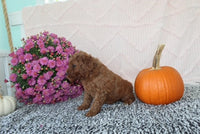 Mini Poodle
