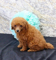 Mini Poodle