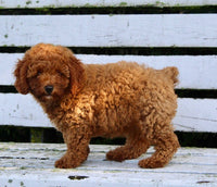 Mini Poodle