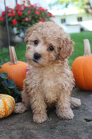 Mini Poodle