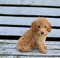Mini Poodle