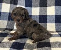  Mini Poodle
