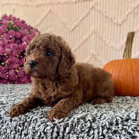Mini Poodle