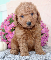 Mini Poodle