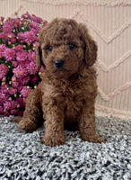 Mini Poodle