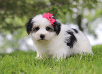 Morkie
