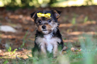 Morkie
