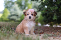Morkie