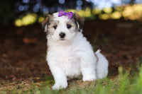 Morkie