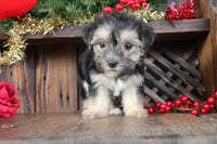 Morkie