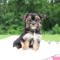 Morkie
