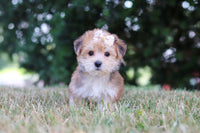 Morkie