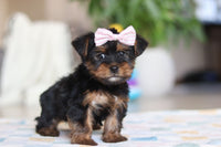Morkie