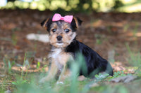 Morkie