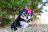 Morkie