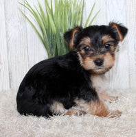 Morkie