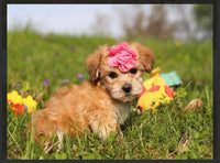 Morkie