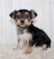 Morkie