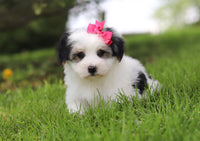 Morkie