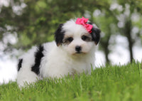 Morkie
