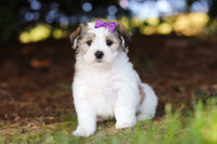 Morkie