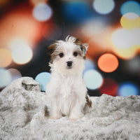 Morkie
